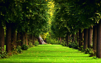 Forest Simple Trees Path Nature Landscape Wallpaper HD