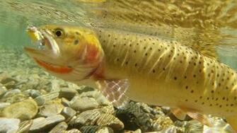 Cutthroat Trout HD Wallpaper Background
