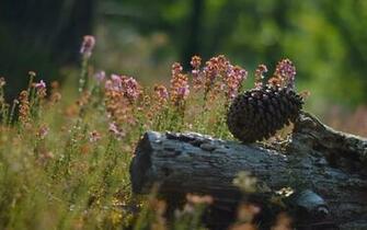 Wonderful HD Pine Cone Wallpaper HDwallsource