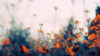 Aesthetic Flower Computer Wallpaper