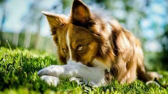 Beautiful Collie Dog Desktop Pc And Mac Wallpaper