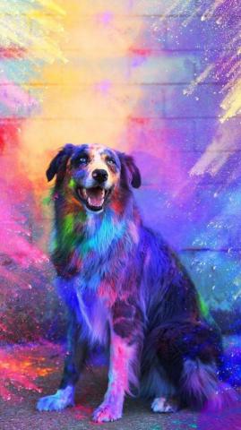 Dog Wallpaper Sun