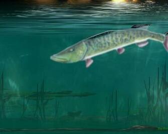 Wincustomize Explore Wallpaper Muskie Waters