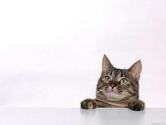 Cat Playing Wallpaper For Android High Resolution
