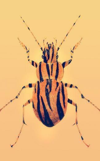 Justin Maller Abstract Animals Digital Art Freddy Wallpaper