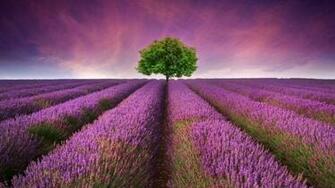 Current Location Home Nature Flowers Lavender Field Wallpaper