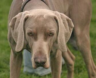 Weimaraner Artist The Dog Wallpaper Best