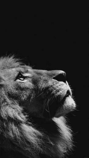 Lion iPhone Wallpaper