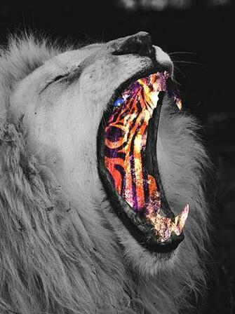 Trippy Lion Cover Photos Psychedelic