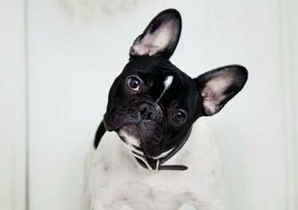 French Bulldog Wallpaper