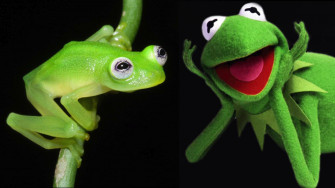 Kermit The Frog Wallpaper