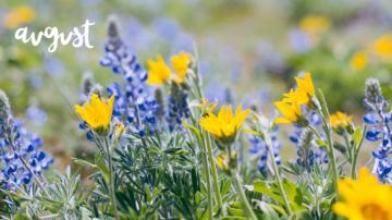 August Desktop Wallpaper Net