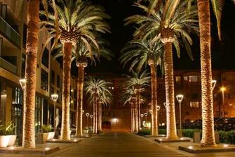 File San Jose California Palm Tree Jpg Wikipedia The