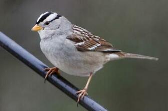 Sparrow Bird High Resolution Full HD Wallpaper