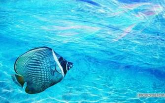 Tropical Fish Wallpaper For High Resolution Desktop Background