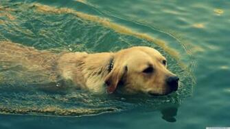 Swimming UltraHDwallpaper Net Ultra HD 4k Wallpaper