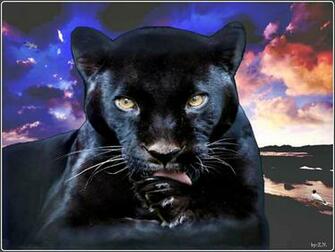 Black Panther Photo Bestepics