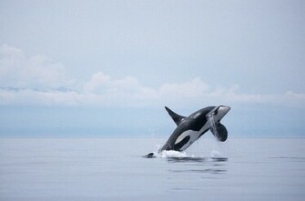 Killer Whale