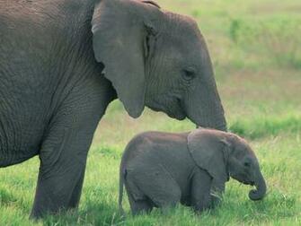 Pixel Desktop Wallpaper Cute Baby Elephant Iwallscreen
