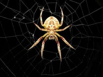 Spider Wallpaper