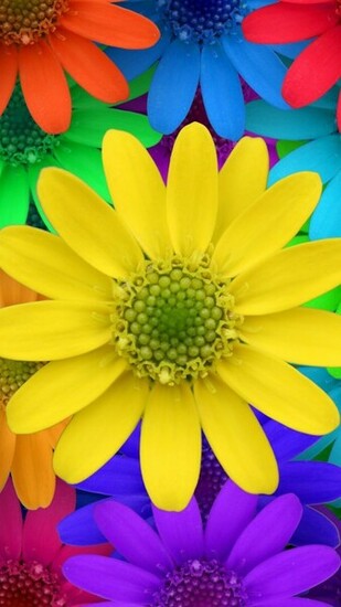 Colorful Flower Wallpaper 123mobilewallpaper