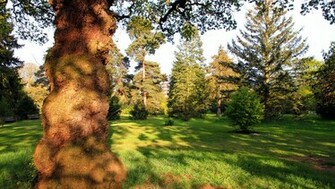 Oak Tree Wallpaper Background
