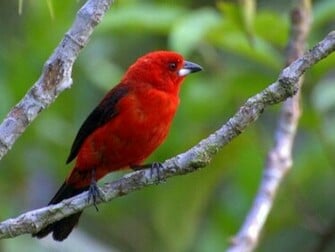 Red Bird Wallpaper