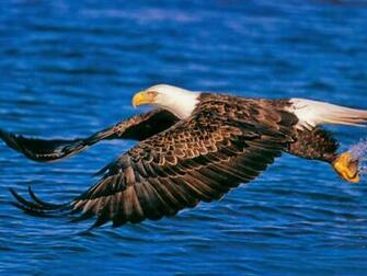 Desktop HD Wallpaper S Bald Eagles