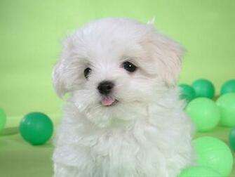 Puppy Desktop Wallpaper Dog Sky Wall
