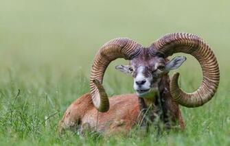 Wallpaper Grass Bayern Horns Handsome European Reserve