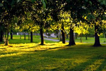 Title Photography Park Wallpaper Dog Background