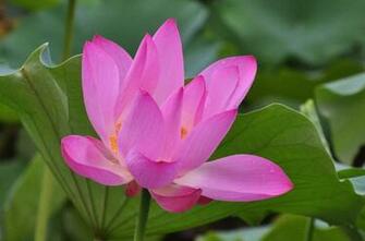 Pink Lotus Flower Wallpaper Pictures Image