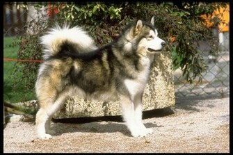 Alaskan Malamute Dogs Wallpaper