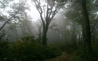 Foggy Forest Wallpaper Landscape Nature