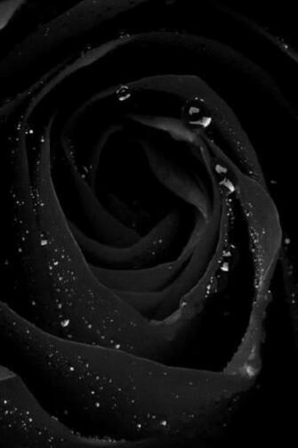 Black Rose iPhone Wallpaper