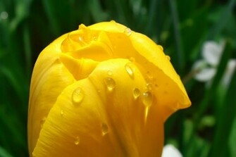 Wallpaper City Amazing HD Raindrops Collection