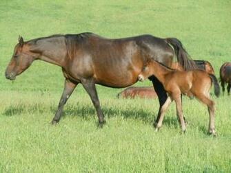 Andalusian Quarter Horse HD Walls Find Wallpaper