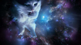 Take A Trip Of Lifetime Exploring The Cool Animal Galaxy Wallpaper