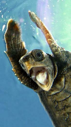 Showing Gallery For Cute Turtle iPhone Wallpaper