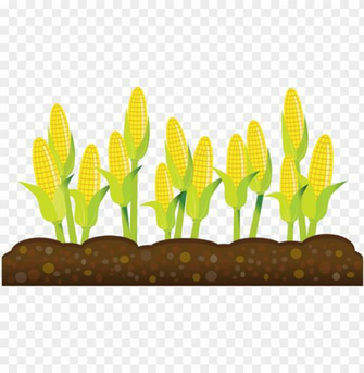 Corn Plant Clipart Crops Transparent Background Png