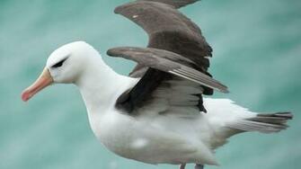 Albatross Tag Wallpaper Bird Seabird Birds