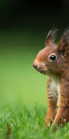 Squirrel Brown Wild And Fur HD Infinix Hot