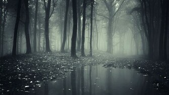 Creepy Dark Forest Wallpaper