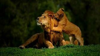 Lion Screensaver Screensavers Mobile Wallpaper