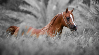 Horse Wallpaper HD