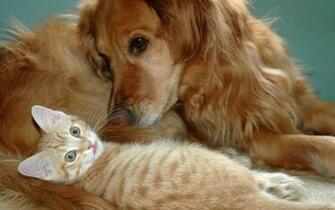 Dog And Cat Wallpaper Teddybear64