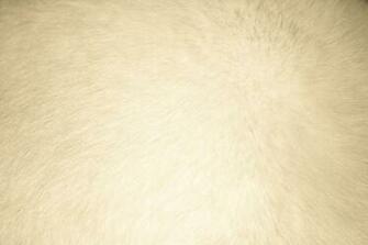 Beige Fur Texture High Resolution Dimensions Wallpaper