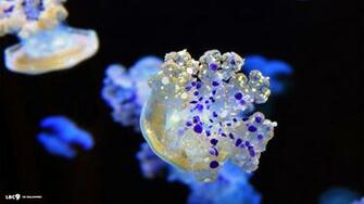 Colorful Jellyfish Wallpaper