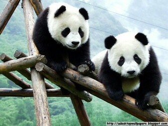 Panda Wallpaper Pc Beautiful