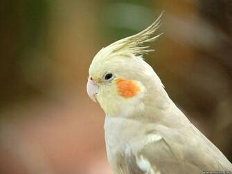 Cute Cockatiel Wallpaper First HD